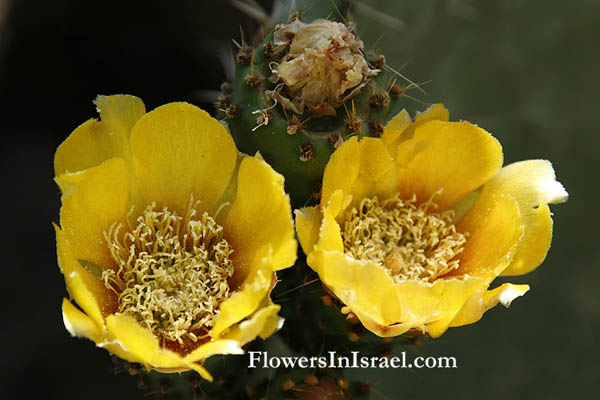 Native plants of Israel