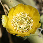 Opuntia ficus-indica, Israel, Pictures of Yellow flowers