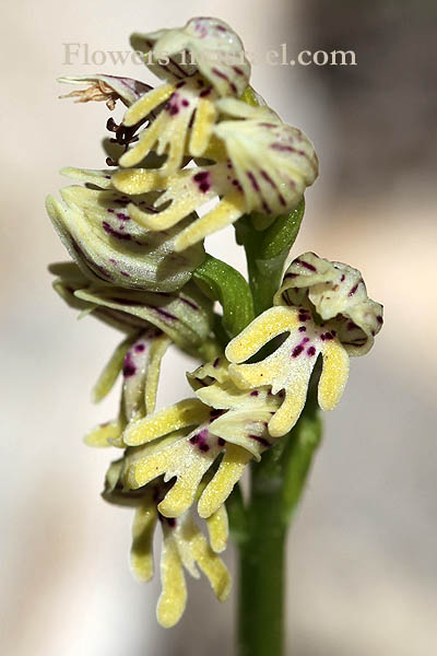 Orchis galilaea, Galilee orchid, סחלב הגליל, السحلب الجليلي