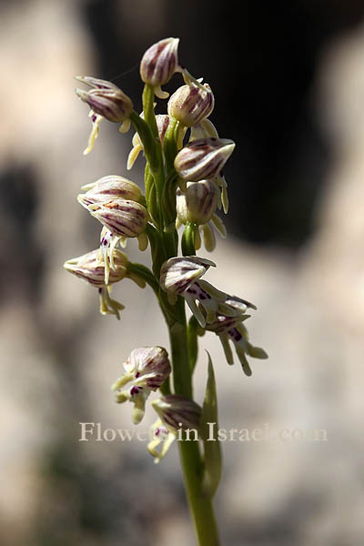 Orchis galilaea, Galilee orchid, סחלב הגליל