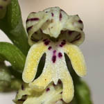 Orchis galilaea, Israel, white wild flowers