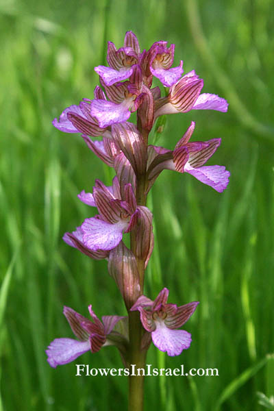 Israel, Wild Flowers, Nature, Botany, Travel