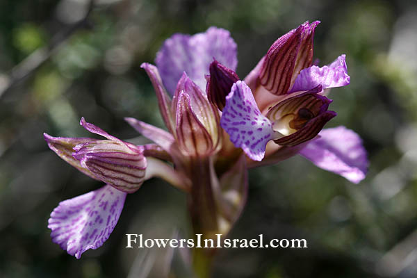 Vilda blommor i Israel