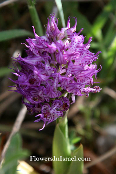 Orchis tridentata, Neotinea tridentata, Toothed Orchid, اوركيد مسنن  ,סחלב שלוש-השיניים 