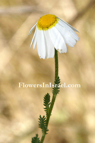 Ormenis mixta, Chamaemelum mixtum, Anthemis mixta, Cladanthus mixtus, Weedy dogfennel, Simple-leaved chamomile, קחוונית מצויה