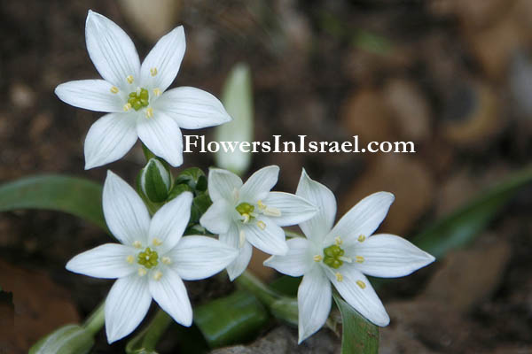 Israel, Häufige Wildblumen, Bilder von Wildblumen