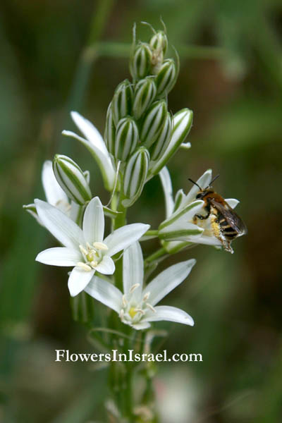 I fiori di campo d'Israele
