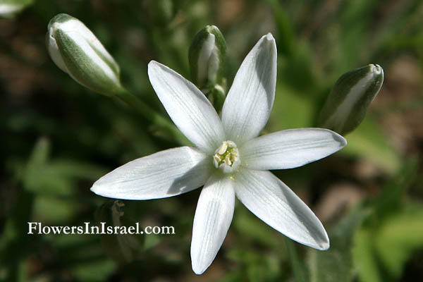 Ornithogalum trichophyllum, Fine-Leaved Star-of-Bethlehem, صاصل صوفي الأوراق ,נץ-חלב דק-עלים