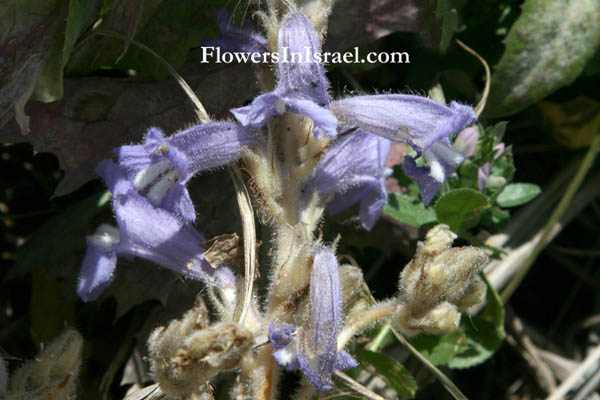 Orobanche aegyptiaca, Egyptian broomrape, עלקת מצרית