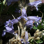Orobanche aegyptiaca, Israel, Flora, Wildflowers, Plants