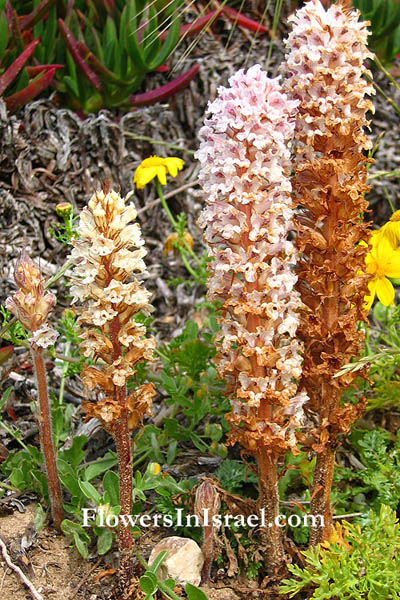 Orobanche crenata, Scalloped Broomrape, עלקת חרוקה