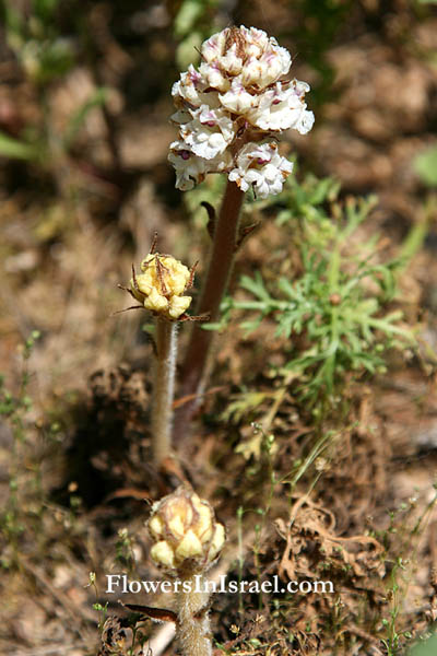 Orobanche crenata, Scalloped Broomrape, עלקת חרוקה