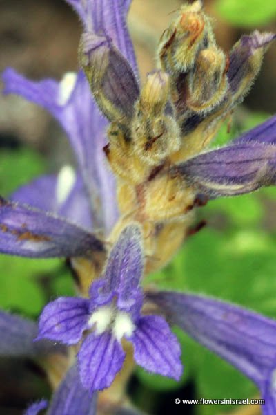 Orobanche mutelii, Phelipanche mutelii, Dwarf Broomrape, Mutel's Broomrape, עלקת מוטל