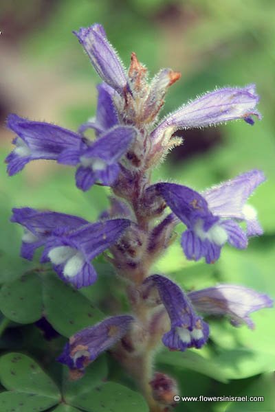 Orobanche mutelii, Phelipanche mutelii, Dwarf Broomrape, Mutel's Broomrape, עלקת מוטל