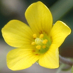 Oxalis corniculata, Israel, Pictures of Yellow flowers