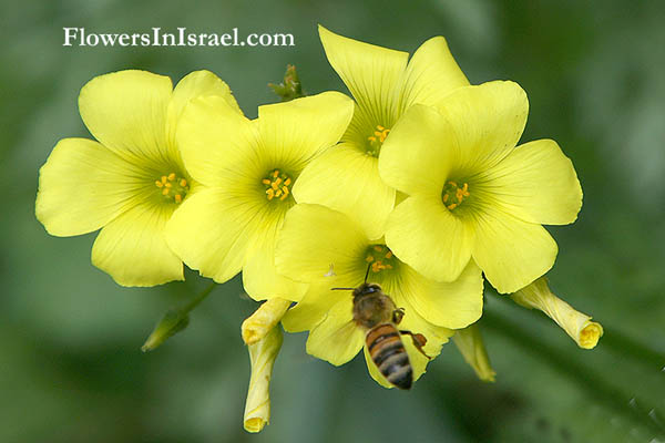Israel Flores Silvestres