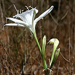 Pancratium maritimum, Israel, white wild flowers