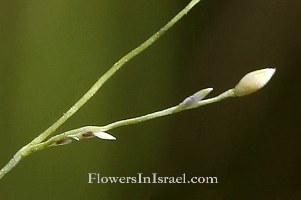 Panicum repens,Panicum airoides R.Br.,Panicum littorale Mohr ex Vasey, Panicum gouinii Fourn. Torpedo grass, Quack grass, Bullet grass, Couch panicum, דוחן זוחל