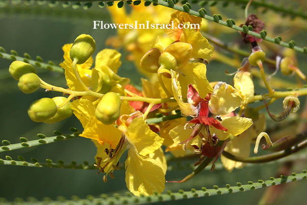 Parkinsonia aculeata,Jerusalem Thorn, Prickly Thorn, פרקינסוניה שיכנית