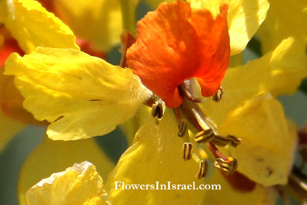 Flora of Israel online