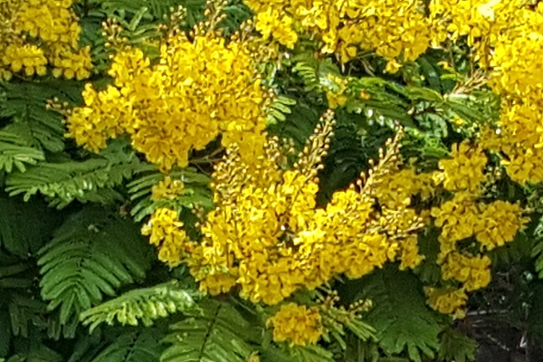 Peltophorum dubium, Baryxylum dubium, Caesalpinia dubia, Peltophorum vogelianum, Yellow Poinciana, Copperpod, Horsebush, שלטית מקומטת , بلتوفورم مجعد