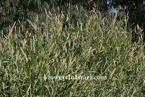 Pennisetum purpureum, Pennisetum benthamii, Elephant grass, Marker grass, Napier grass, זיף-נוצה ארגמני 