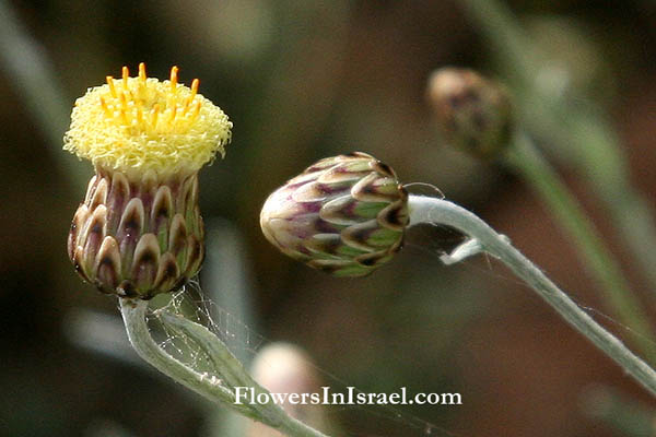 Цветы  в Израиле, отправить цветы