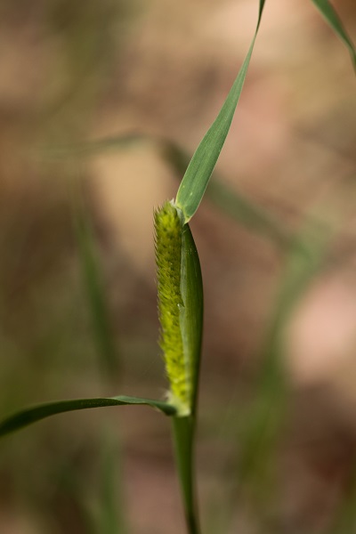 Phalaris minor, Littleseed canarygrass, חפורית קטנה, Sha'ir el-far