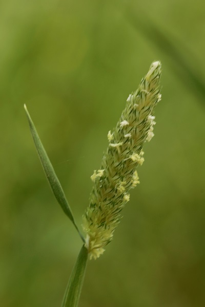 Phalaris minor, Littleseed canarygrass, חפורית קטנה, Sha'ir el-far