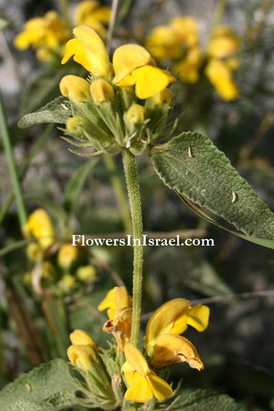 Phlomis viscosa, Shrubby phlomis, Shrubby Jerusalem Sage, שלהבית דביקה, مصيص، مرمية الحمار