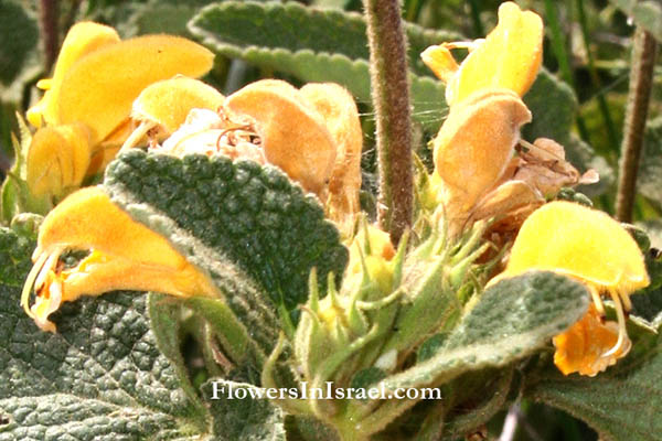 Phlomis viscosa, Shrubby phlomis, Shrubby Jerusalem Sage, שלהבית דביקה, مصيص، مرمية الحمار