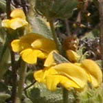 Phlomis viscosa, Israel, Pictures of Yellow flowers