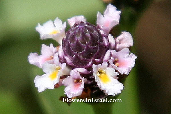 Phyla nodiflora, Lippia nodiflora, Turkey tangle fogfruit, lippia, Turtle grass, النجيل الصيني ,ליפיה זוחלת