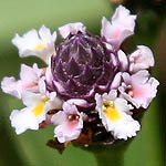 Phyla nodiflora, Israel, Lilach flowers, Lilac Flowers