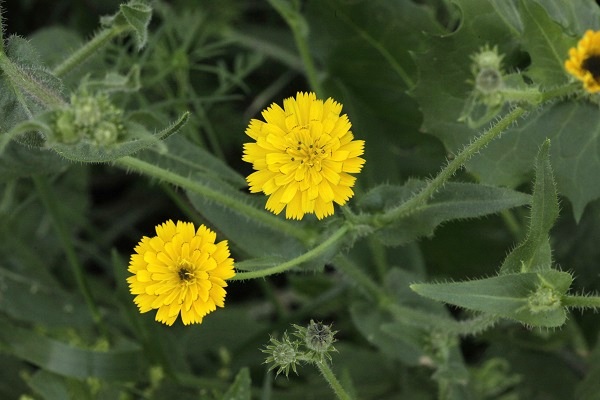 Picris amalecitana, Picris intermedia, Hagioseris amalecitana, Amalek ox-tongue, מררית החוף,  مرير العماليق