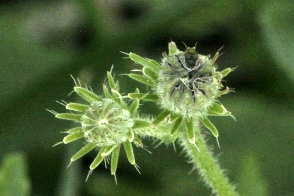 Picris amalecitana, Picris intermedia, Hagioseris amalecitana, Amalek ox-tongue, מררית החוף,  مرير العماليق