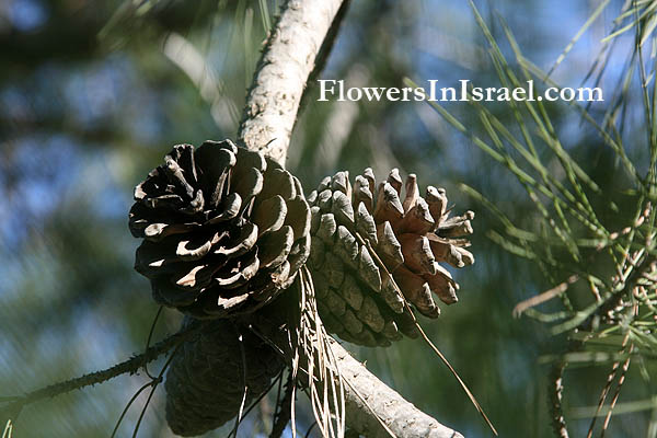 Pinus brutia,Brutia pine, Calabrian pine, Turkish pine, صنوبر قبرصي, Lubânah shâmîyah, אורן קפריסאי