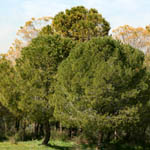 Pinus pinea, Israel Wildflowers, No petals No tepals