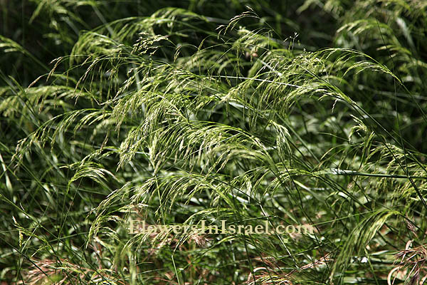 Piptatherum miliaceum, Oryzopsis miliacea,smilograss, Rice millet, נשרן הדוחן