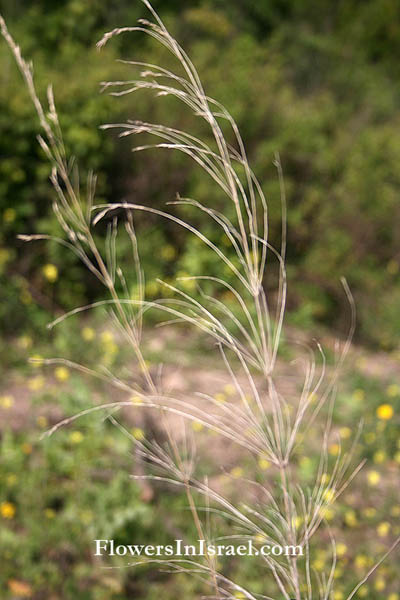 Piptatherum thomasii, Piptatherum miliaceum, Millet grass, נשרן צפוף