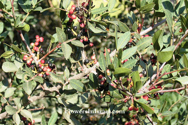 Pistacia atlantica,Mount Atlas Pistache, Mount Atlas mastic tree, Atlantic Pistachio, بطم أطلسي ,אלה אטלנטית