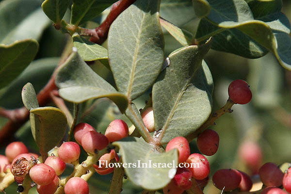 Mastic Gum- Pistacia Lentiscus - Greece