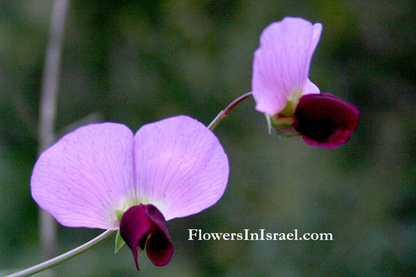 Pisum elatius, Tall Wild Pea, אפון קיפח