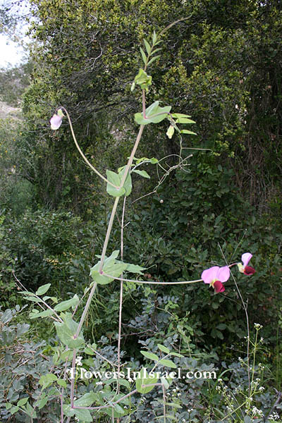 Pisum elatius, Tall Wild Pea, אפון קיפח