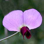 Pisum elatius, Israel, wild purple flowers