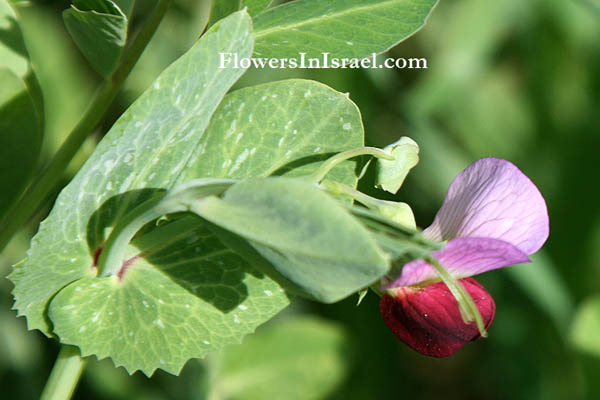 Flowers in Israel, Send flowers