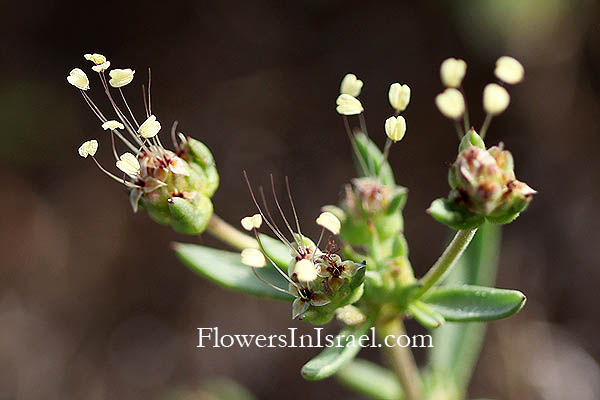 Plantago afra, Plantago psyllium,African plantain, Black psyllium, Flea-seed plant, Fleawort, Glandular Plantain, لسان الحمل الإفريقي , לחך בלוטי