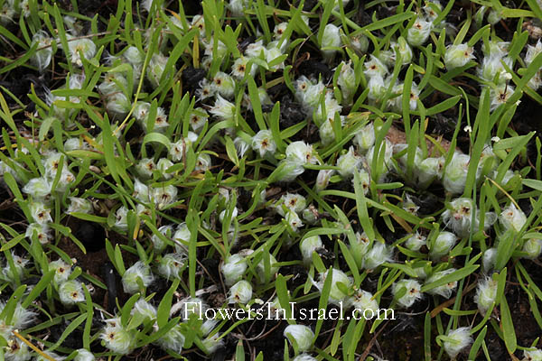 Plantago cretica,Cretan plantain,לחך כרתי,لسان الحمل الكريتي 