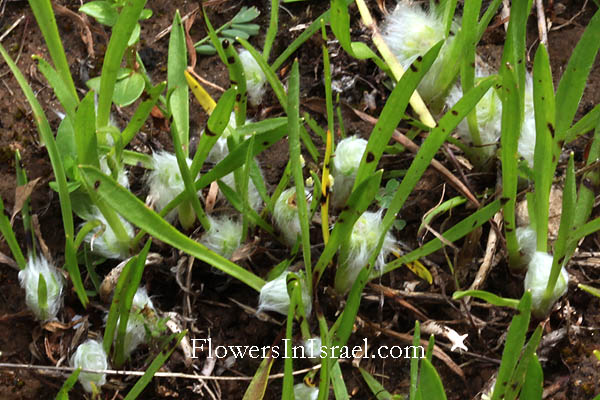 Plantago cretica,Cretan plantain,לחך כרתי