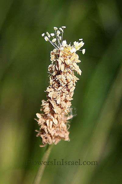 Plantago lagopus, Mediterranean Plantain, Hare's Foot Plantain, לחך  מצוי , لسان الحمل الأرنبي